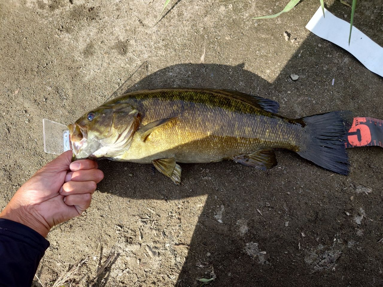 スモールマウスバス