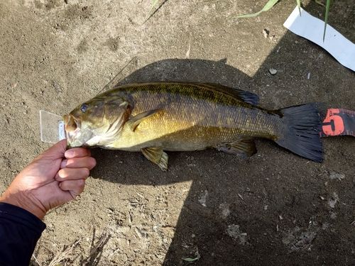 スモールマウスバスの釣果