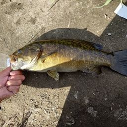 スモールマウスバス