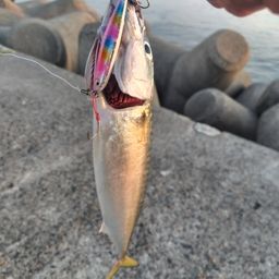 サバ