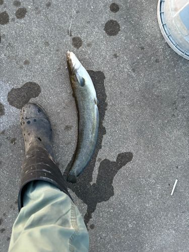 ナマズの釣果