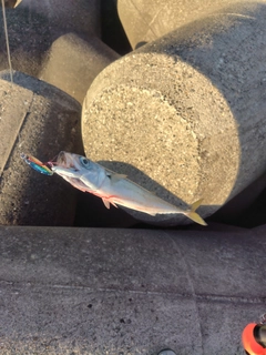 サバの釣果