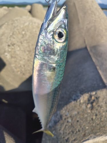 サバの釣果