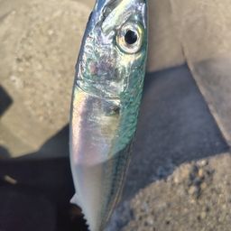 サバ