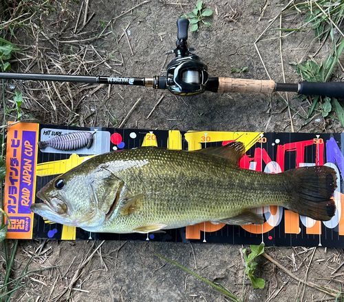 ブラックバスの釣果