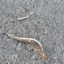 カマス