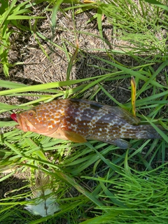 キジハタの釣果