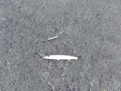 カマスの釣果