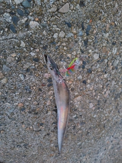 タチウオの釣果