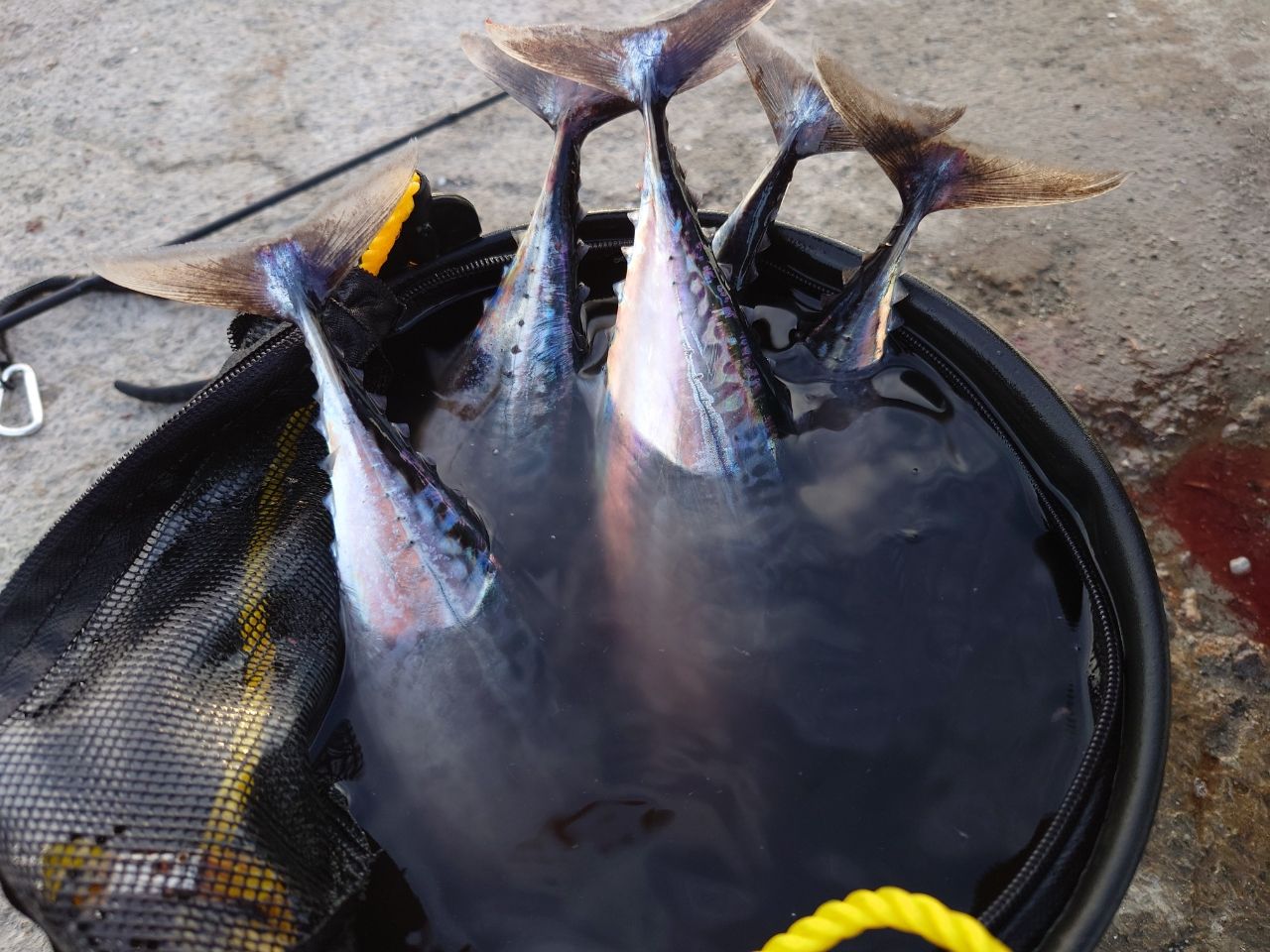 ソウダガツオ