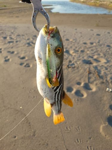 シマフグの釣果