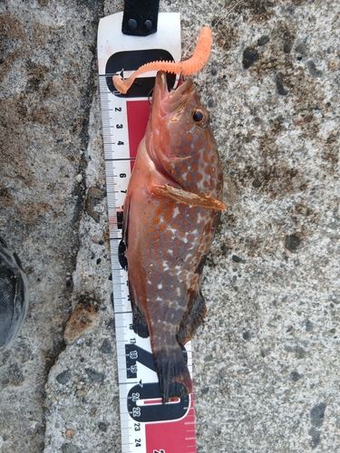 キジハタの釣果