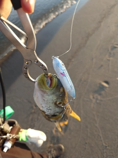 シマフグの釣果