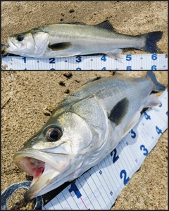 シーバスの釣果