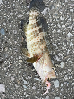 チャイロマルハタの釣果