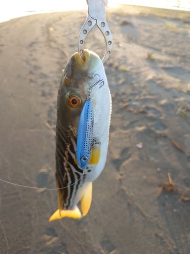 シマフグの釣果