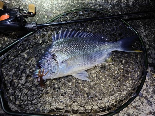 キビレの釣果