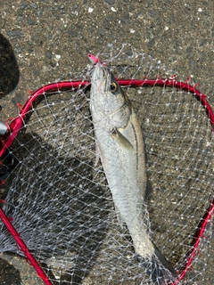 フッコ(マルスズキ)の釣果