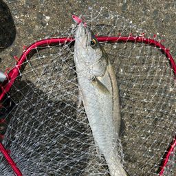 フッコ（マルスズキ）