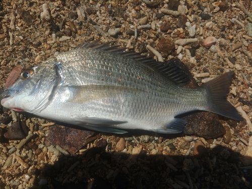 ミナミクロダイの釣果