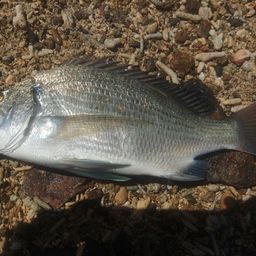 ミナミクロダイ