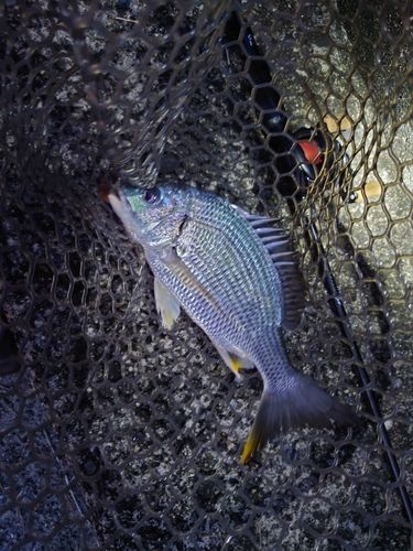 キビレの釣果
