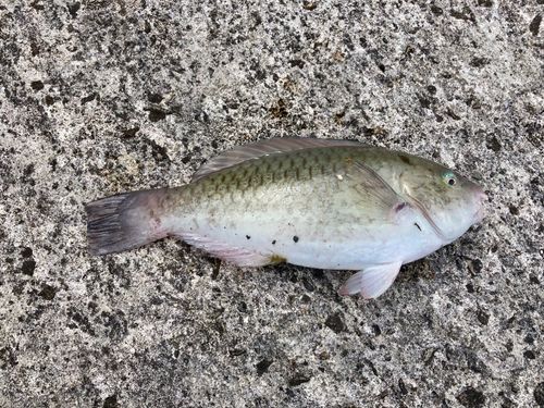 ヒブダイの釣果
