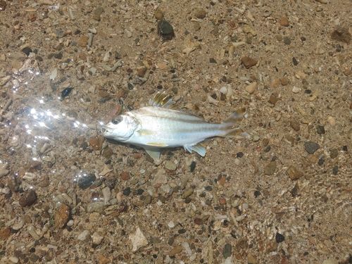 コトヒキの釣果