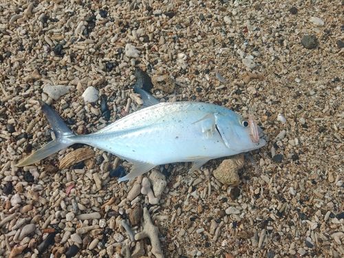 オニヒラアジの釣果