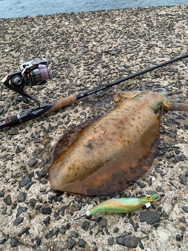 アオリイカの釣果