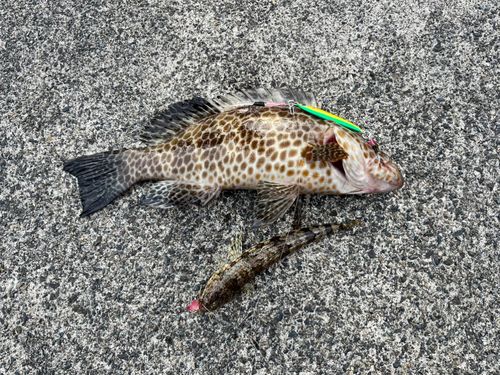 オオモンハタの釣果