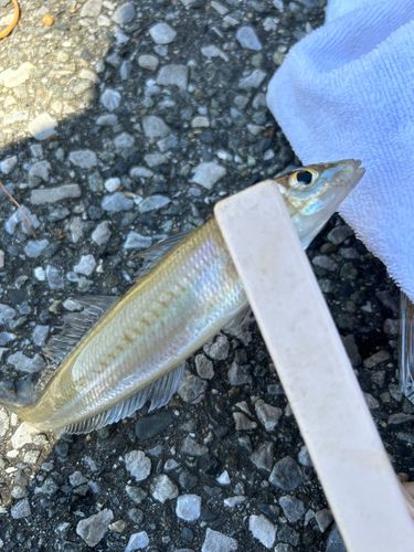 キスの釣果