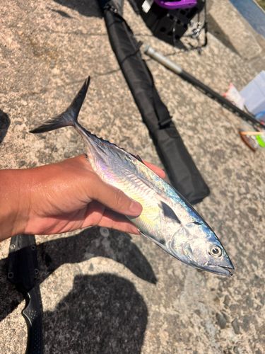 スマカツオの釣果