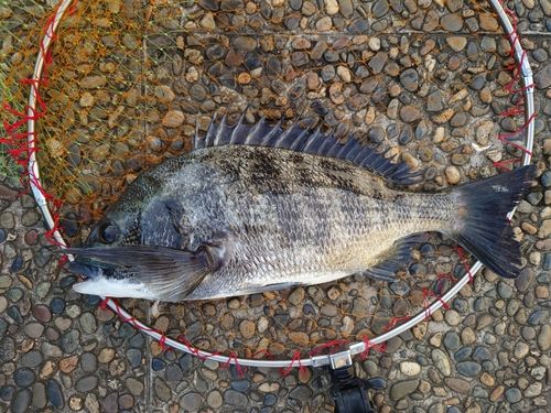 チヌの釣果