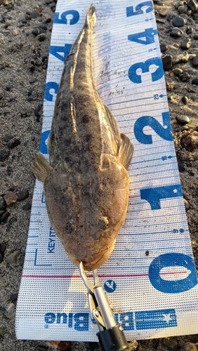 マゴチの釣果
