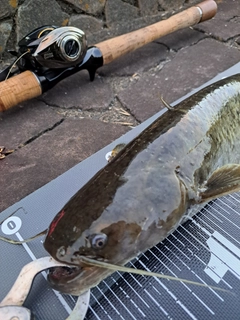 ナマズの釣果