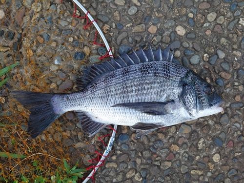 チヌの釣果