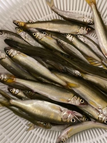 コアユの釣果
