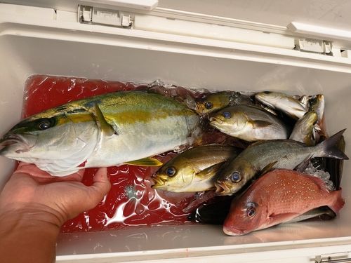 イサキの釣果
