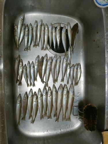 シロギスの釣果