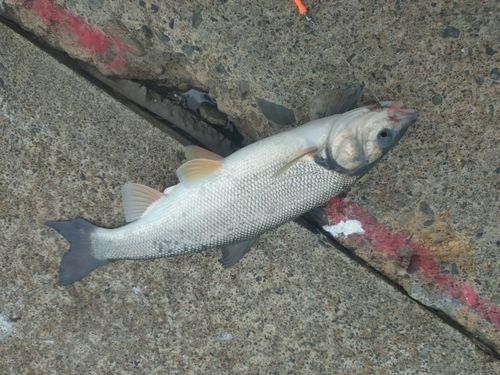 ウグイの釣果