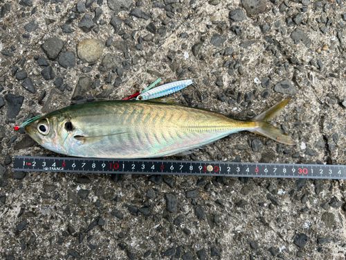 マルアジの釣果