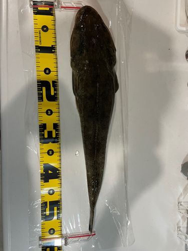 マゴチの釣果