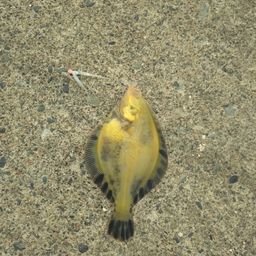 マツカワ