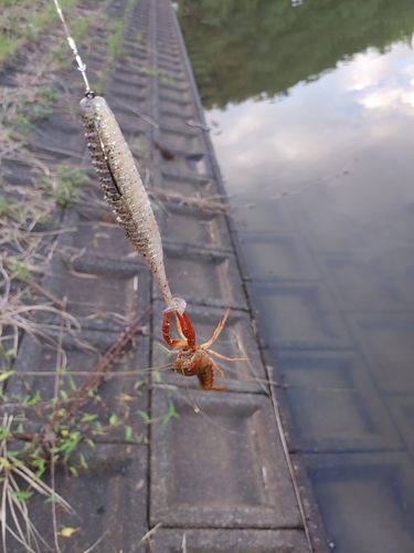 アメリカザリガニ