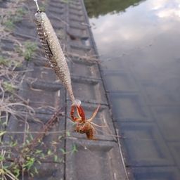 アメリカザリガニ