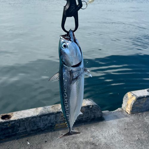 ソウダガツオの釣果