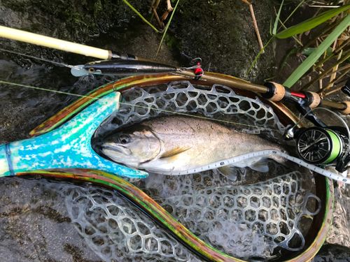 アマゴの釣果