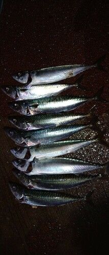 サバの釣果