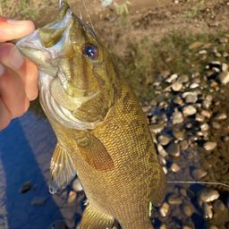 スモールマウスバス